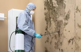 Best Environmental Consulting for Mold Prevention  in Eglin Af, FL